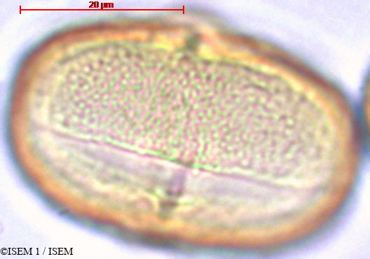 ISEM 1/Melianthus_comosus_29384/Melianthus_comosus_29384_0003(copy).jpg